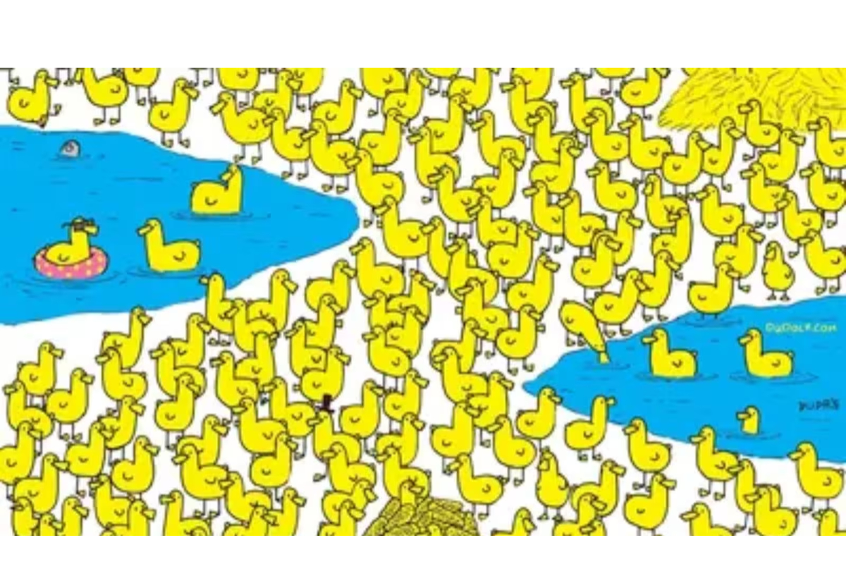 Spot the Chick in This Picture: Can You Find the Hidden Animal?