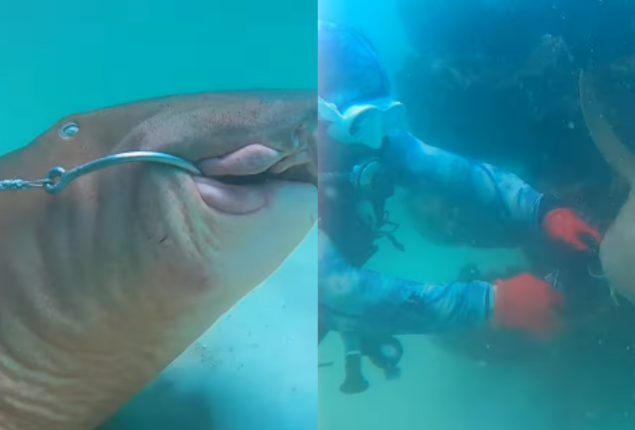 Man’s Daring Rescue of Stuck Shark Caught on Video