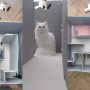 Exciting Cat Maze Challenge: Watch to See the Winner