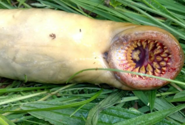 Nightmare-Like Sea Creature with Sharp Teeth Discovered