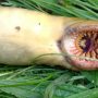 Nightmare-Like Sea Creature with Sharp Teeth Discovered