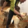 Dog Helps Man Carry Grocery Bag, Wins Applause