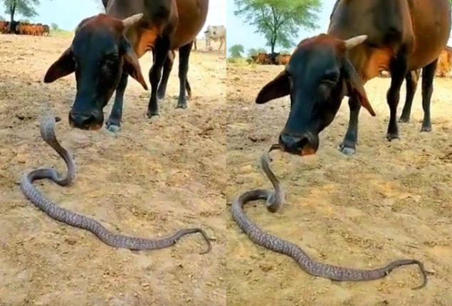 Cow and Snake