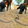 Viral Video: Cow and Snake Playing Together