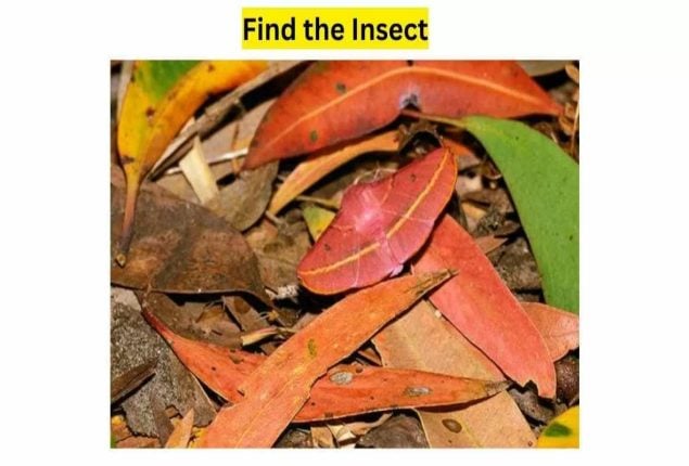 Optical Illusion Test: Find The Moth In This Picture In 15 Seconds