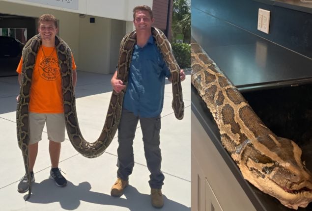 World Record: Giant Burmese Python Caught in Florida