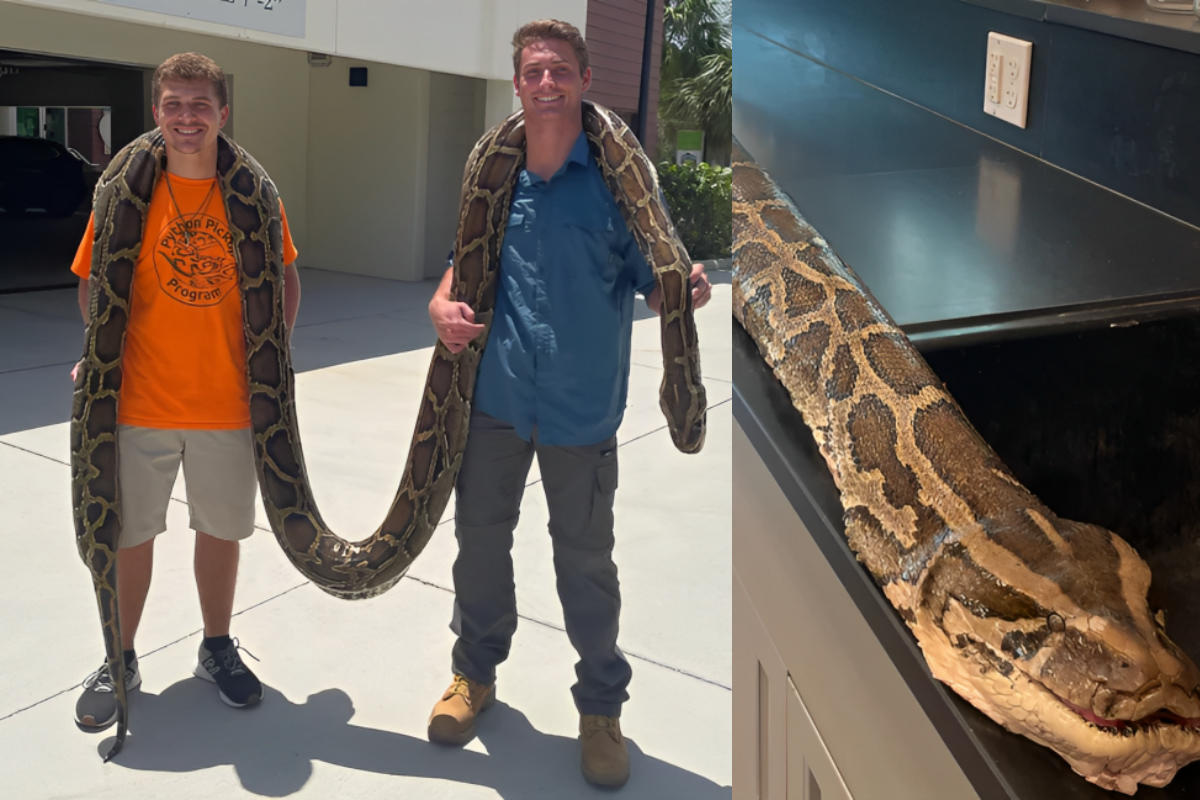 Burmese Python