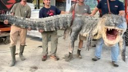 Hunters Capture Mississippi’s Longest Alligator in History
