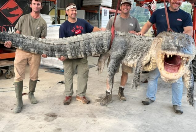 Hunters Capture Mississippi’s Longest Alligator in History