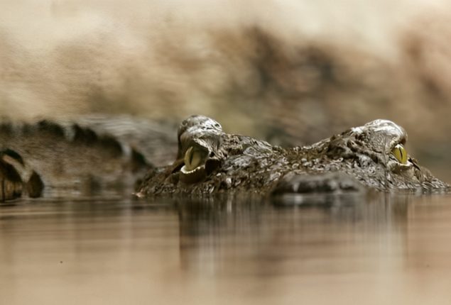 Woman Survives 90-Minute Crocodile Encounter
