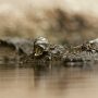 Woman Survives 90-Minute Crocodile Encounter