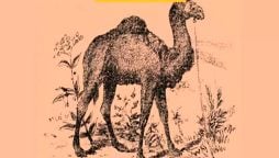 Optical Illusion: Spot The Camel Rider In 15 Seconds!