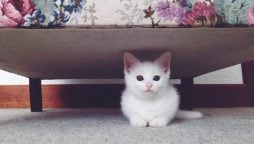 Viral Video: Ninja’ Cat’s Incredible Hiding Skills Put to the Test