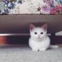 Viral Video: Ninja’ Cat’s Incredible Hiding Skills Put to the Test