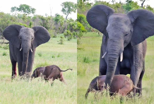 Desperate Elephant Encourages Newborn to Stand