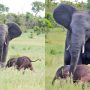 Desperate Elephant Encourages Newborn to Stand