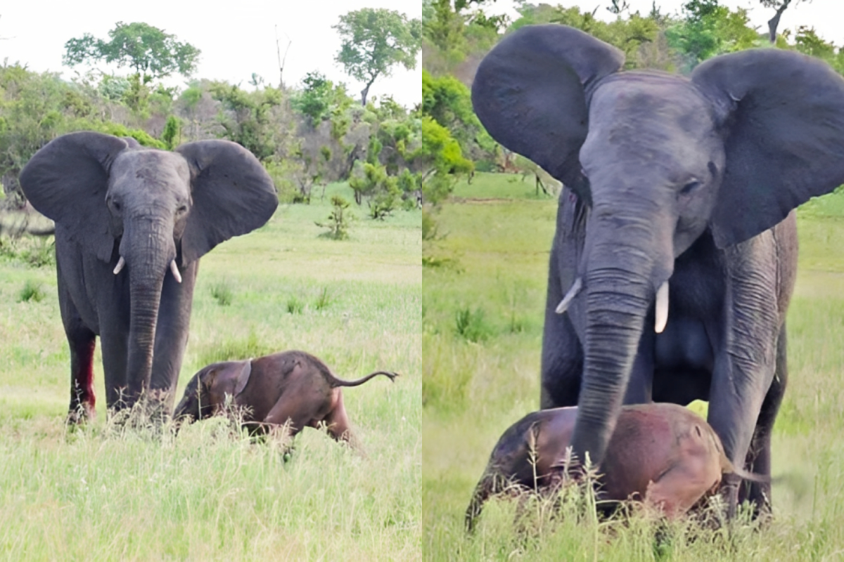 Elephant