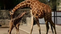 Rare Spotless Giraffe Joins USA Zoo