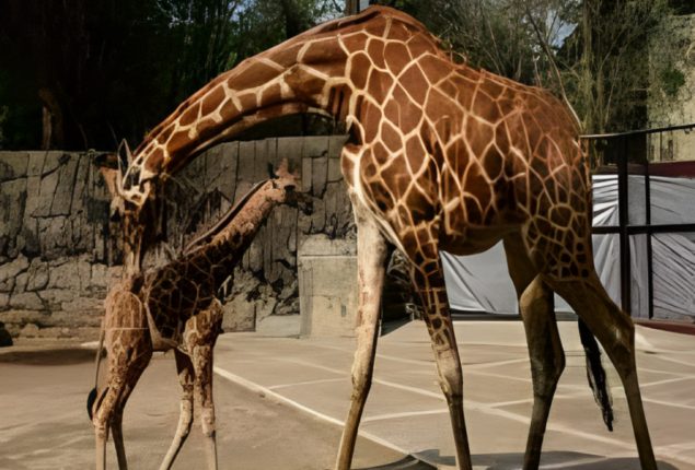 Giraffe