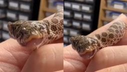 Two-Headed Snake Born at English Pet Store