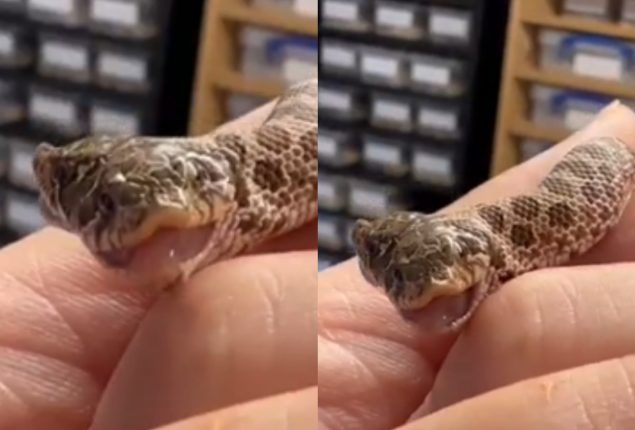 Two-Headed Snake Born at English Pet Store