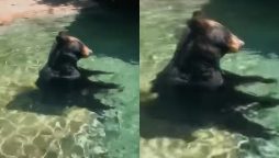 Bear