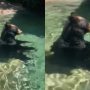 Bear’s Human-Like Posture in Pool Goes Viral