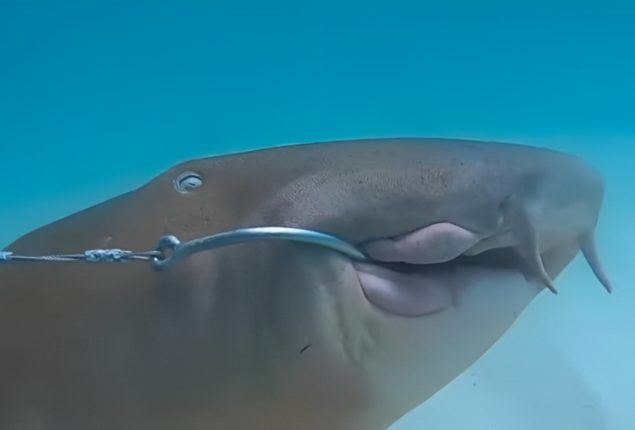 Florida Scuba Diver Rescues Entangled Shark from Reef