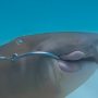 Florida Scuba Diver Rescues Entangled Shark from Reef