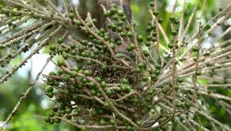 Acai Berry Craze: Amazon’s Boon or Threat?
