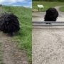 ‘Dreadlock Dog’ Video Goes Viral, Leaves Viewers Spooked