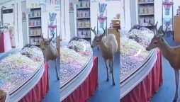 Deer