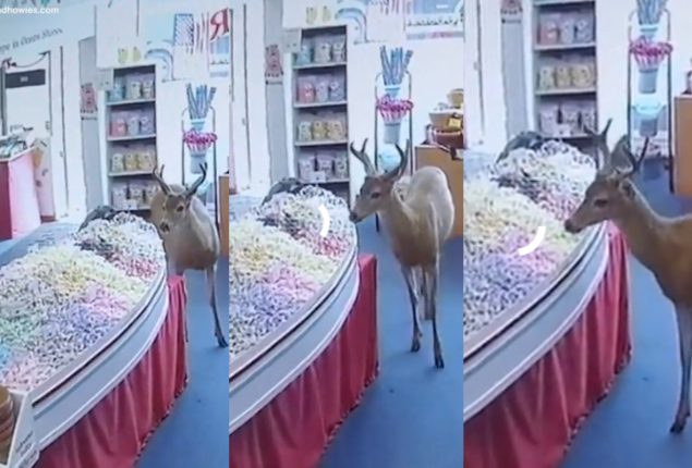 Deer