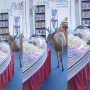 Curious Deer Visits Washington Candy Shop