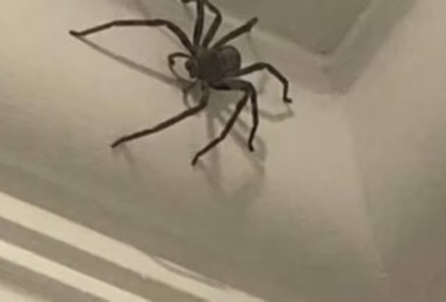 UK Man, Danny Higgins Finds Giant Spider, Spares Its Life