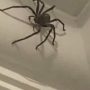 UK Man, Danny Higgins Finds Giant Spider, Spares Its Life