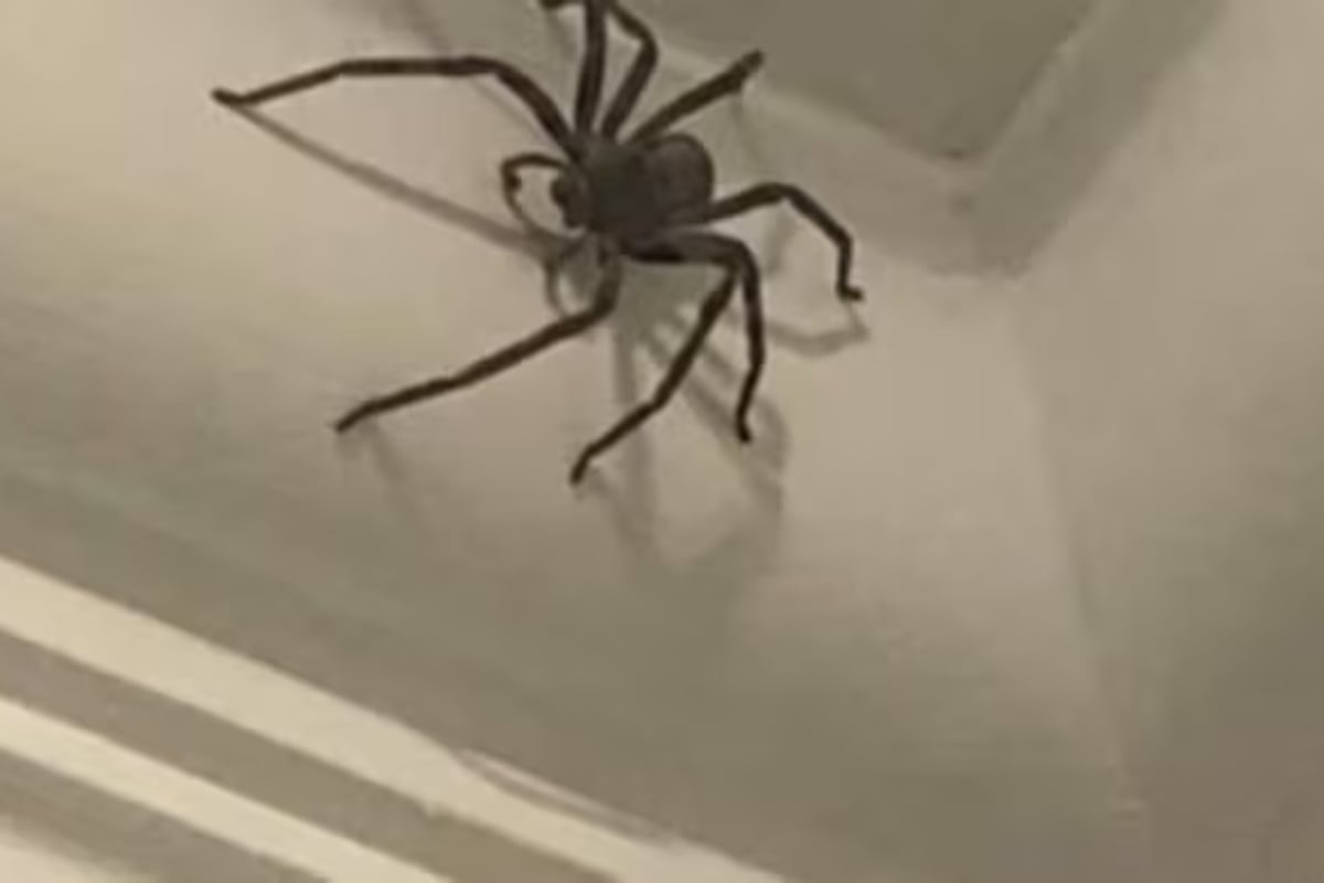 UK Man, Danny Higgins Finds Giant Spider, Spares Its Life