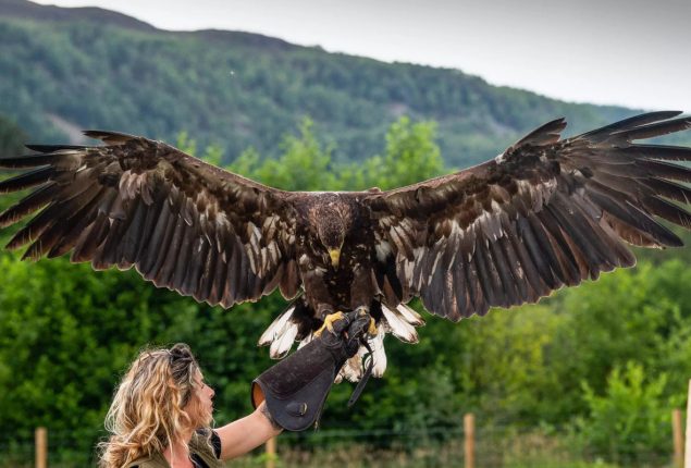 Scottish Training Dogs to Deter Eagle Attacks