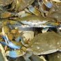 Italy Fights Aggressive Blue Crab Invasion with €2.9M