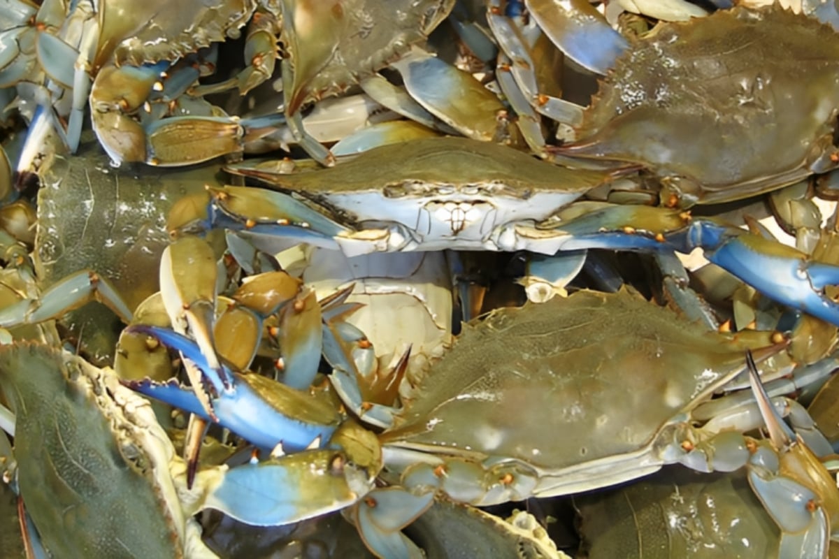 Blue Crab