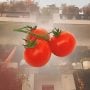 Man Grows 250kg of Tomatoes on Rooftop