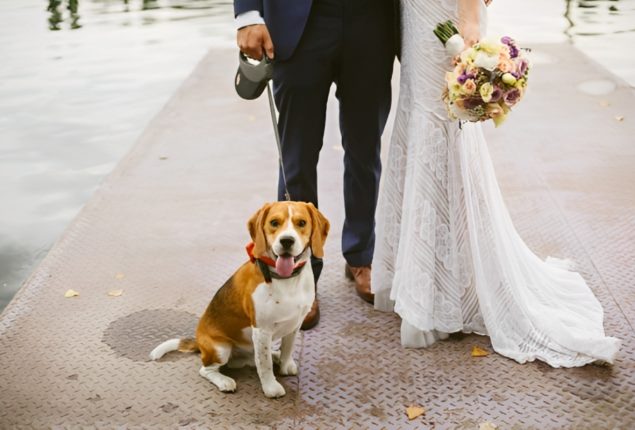 Dog Devours Destination Wedding Plan, Shocks Couple