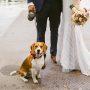 Dog Devours Destination Wedding Plan, Shocks Couple
