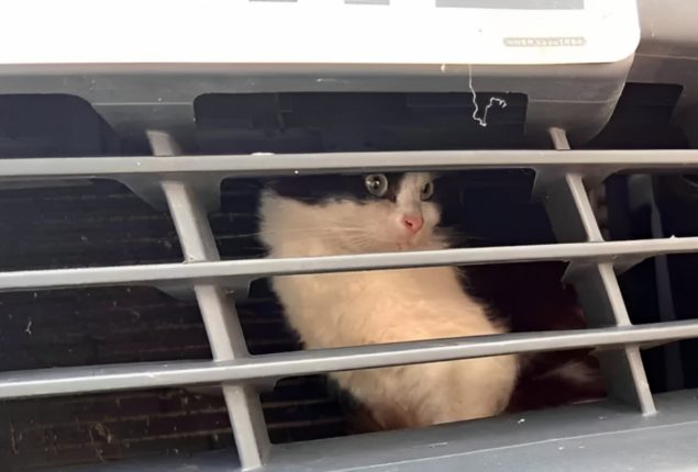 Lost Kitten Rescued from Taxi Engine After 500-Mile Trip