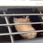 Lost Kitten Rescued from Taxi Engine After 500-Mile Trip