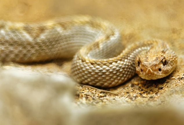 Man Bitten by Snake Travels 1,300 km for Treatment