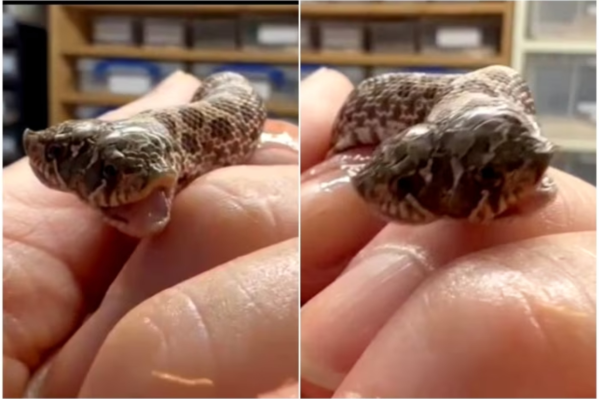 Snake With Two Heads Takes Internet By Storm