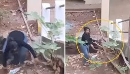 Watch: Woman Catching Two Snakes Bare-Handed Sparks Debate