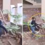 Watch: Woman Catching Two Snakes Bare-Handed Sparks Debate