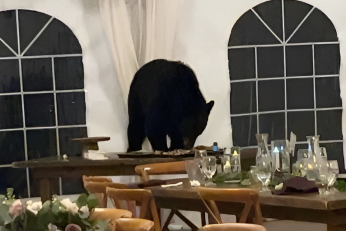 Bear Crashes Wedding